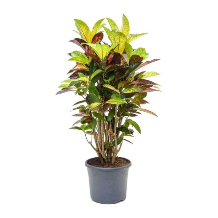 Croton-Codiaeum Iceton 